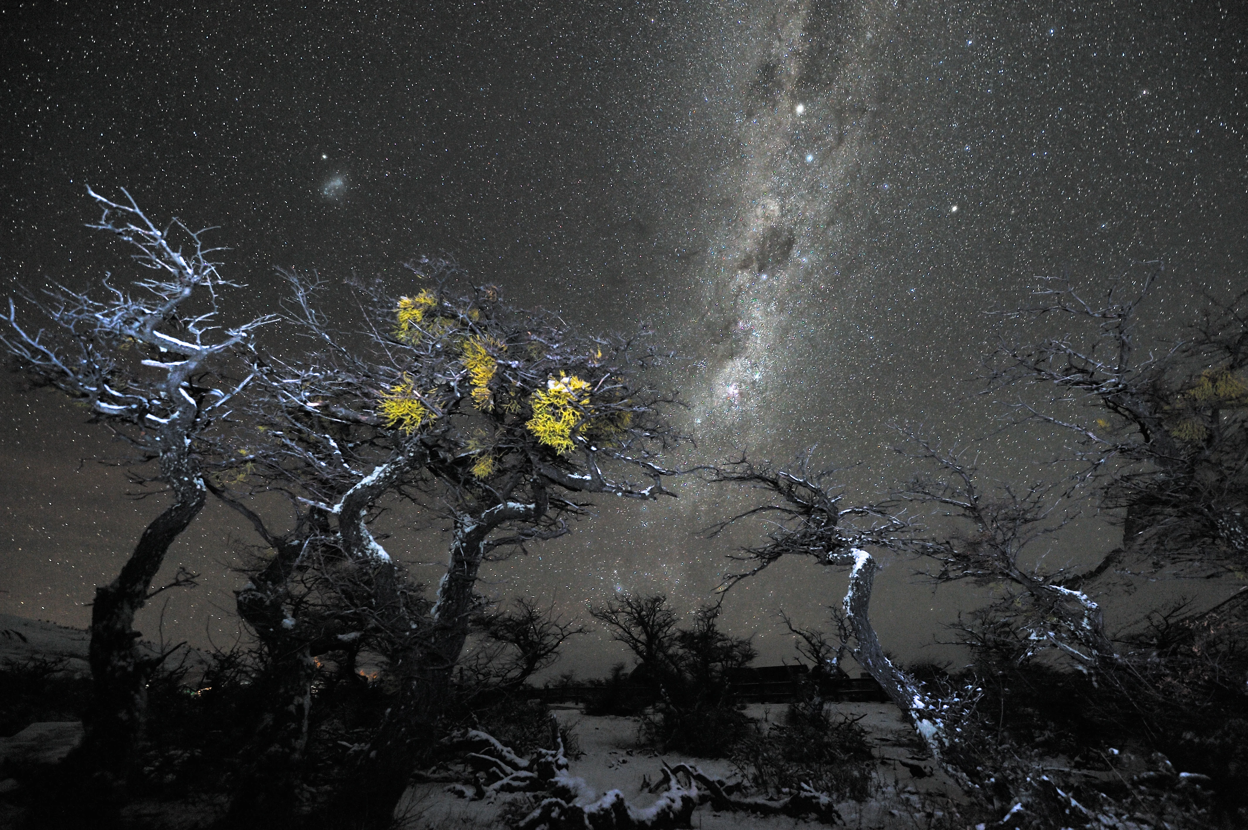 The Milky Way arching over snow-covered trees at Torres del Paine in Patagonia, with Alpha and Beta Centauri the two brightest stars in the band.